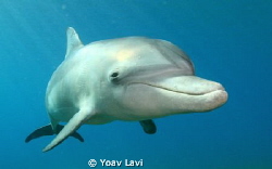 Young Dolphin by Yoav Lavi 